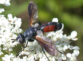 Cylindromyia sp.